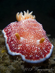 Chromodorididae nudibranch (Chromodoris reticulata) - San... by Marco Waagmeester 